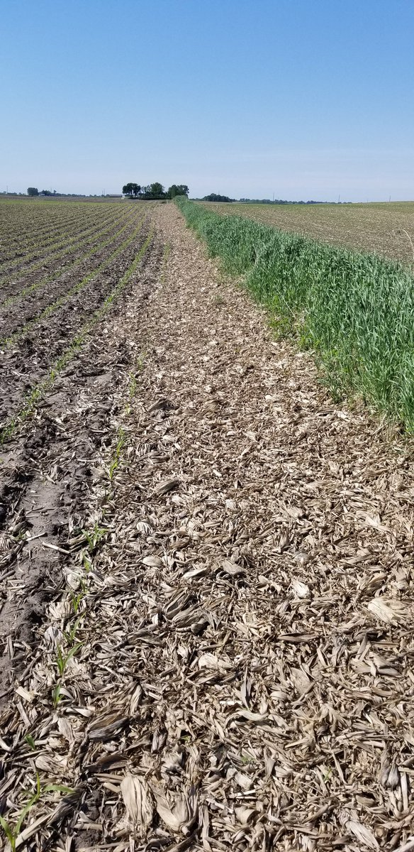 LarryCowing's tweet image. when neighbor's roll fields I wish they would spread the free fertilizer a little more evenly