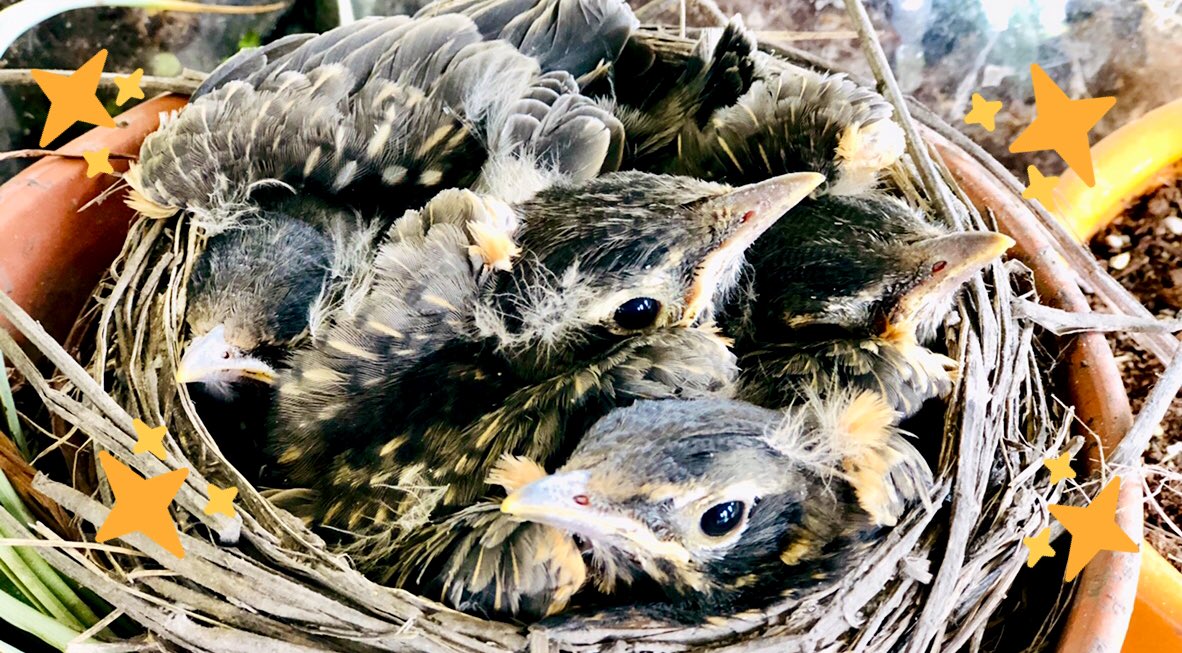 Mave (@MavenofHonor) on Twitter photo 2020-05-30 15:56:43 stay safe everybirdie stay safe everybirdie