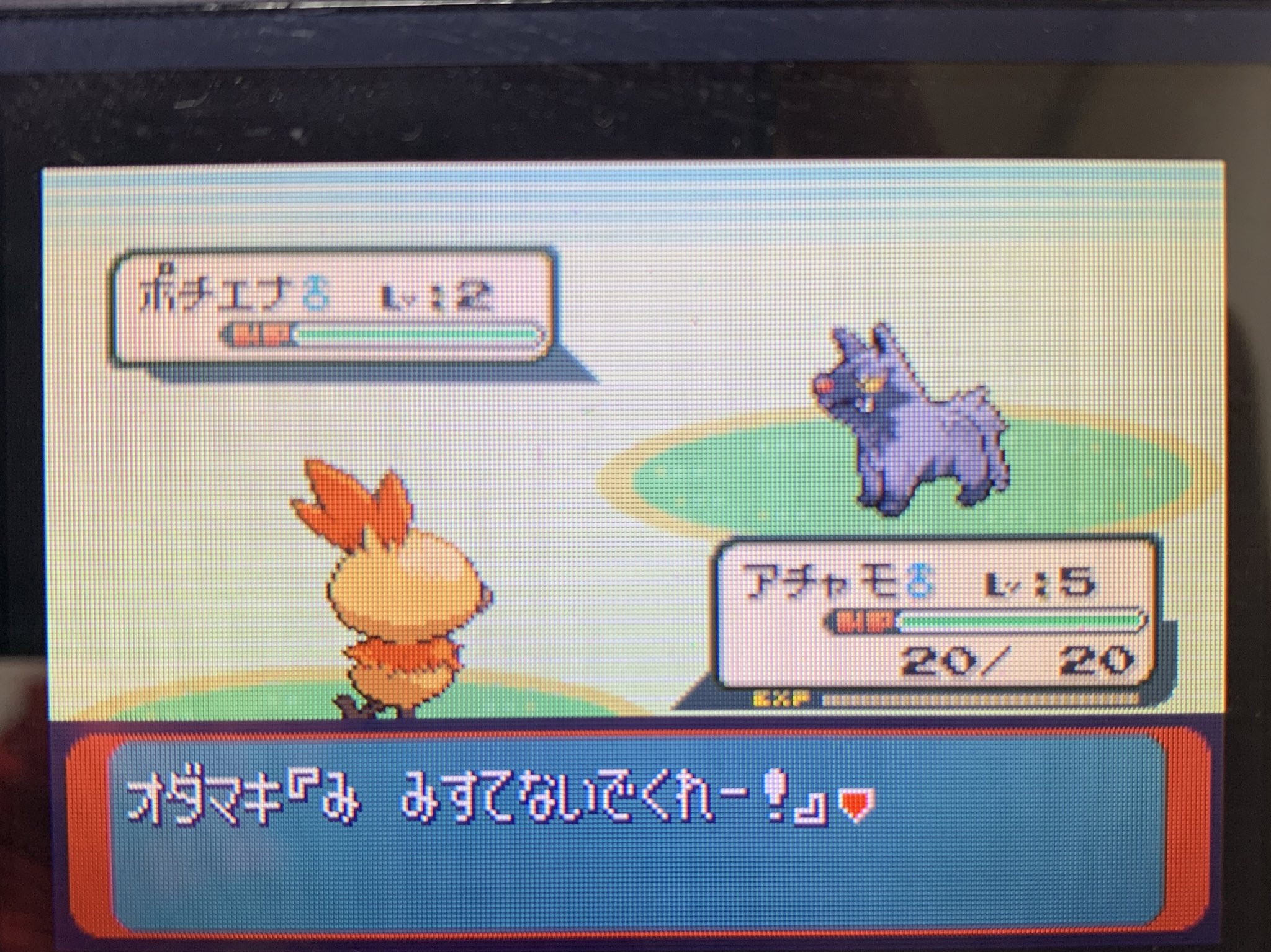 竜馬 5日ぶりの色違いアチャモです これでホウエン御三家コンプ 竜馬 5日ぶりの色違いアチャモです これでホウエン御三家コンプ