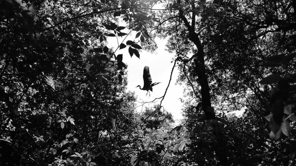 Got a bit lucky with this #heron on a walk in the woods earlier. Check my story for another picture. Never really seen one of these up close. They are massive. 
#fujibnw #nature_bnw #walsall #birdphotography #monochromephotography #fly instagr.am/p/CA0WGYkHEob/