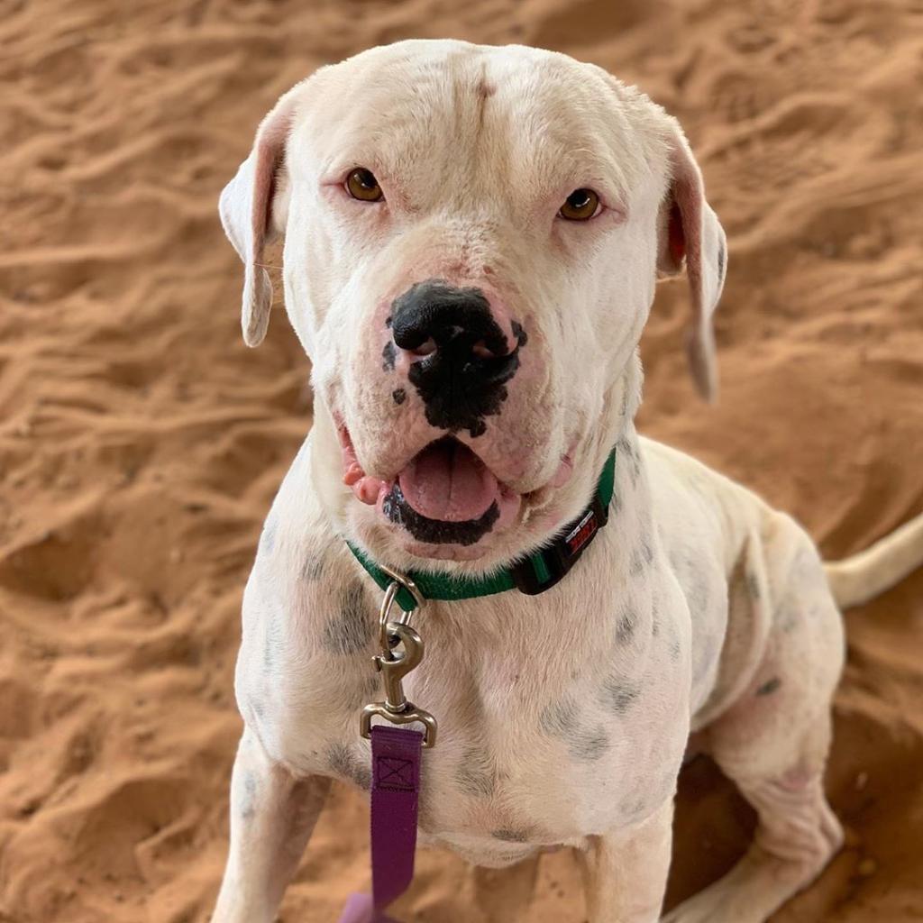 wellnesspetfood's tweet photo. @bestfriends is helping you find a “fur”ever friend with their first ever virtual super adoption event! Don’t miss out, the event runs until May 31. Your new best friend is waiting at: https://t.co/kZiwiAfZ5a  #petadoption #rescuepet #dog #cat #petparent #fureverhome https://t.co/rsWBrDWMOu