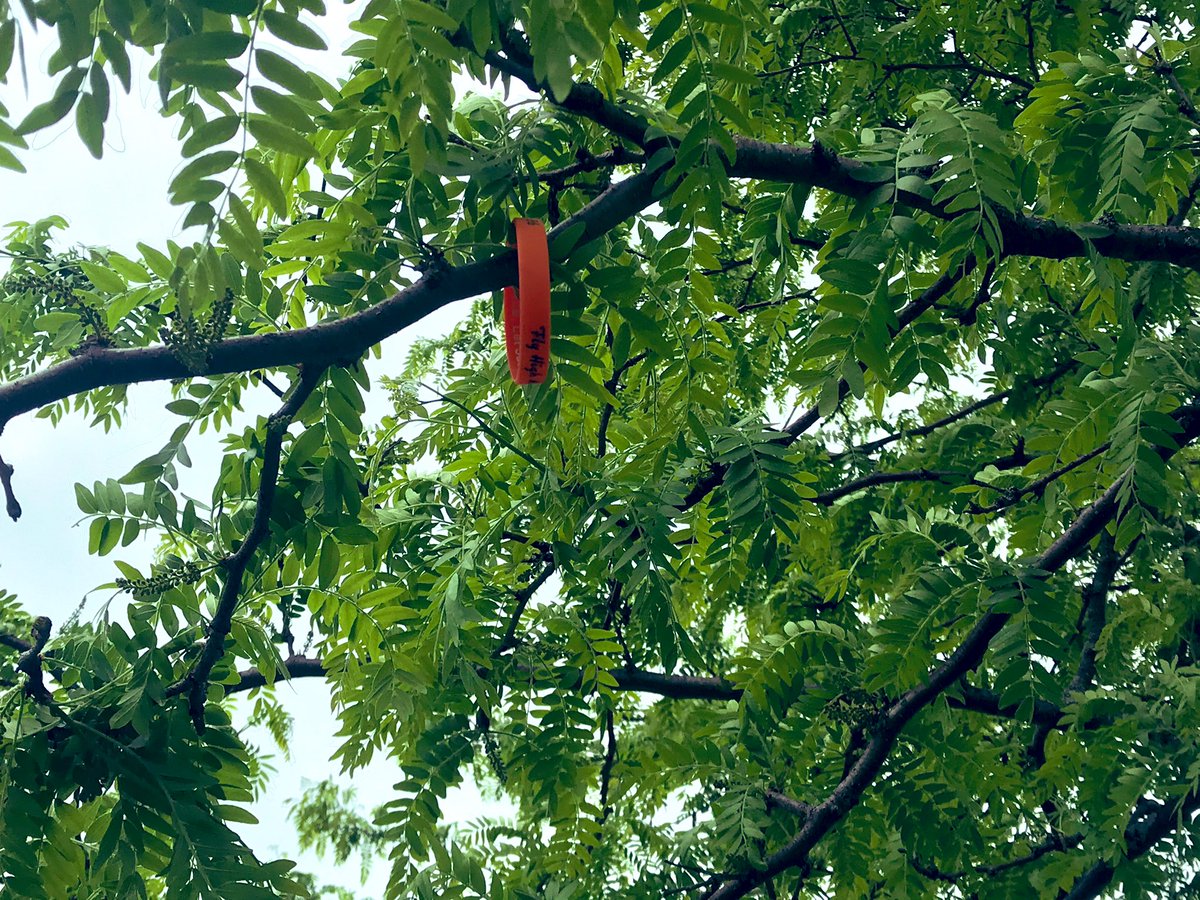 edrosensteel's tweet image. Memories are great things even though they can make you long for something you miss. I took time to see where the Twisters won their first regional and left a memory of Moe. Such a fun time.