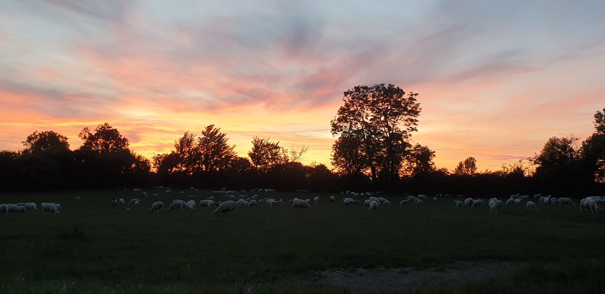 They finally got their covid cut. Much relief for them with this heat.