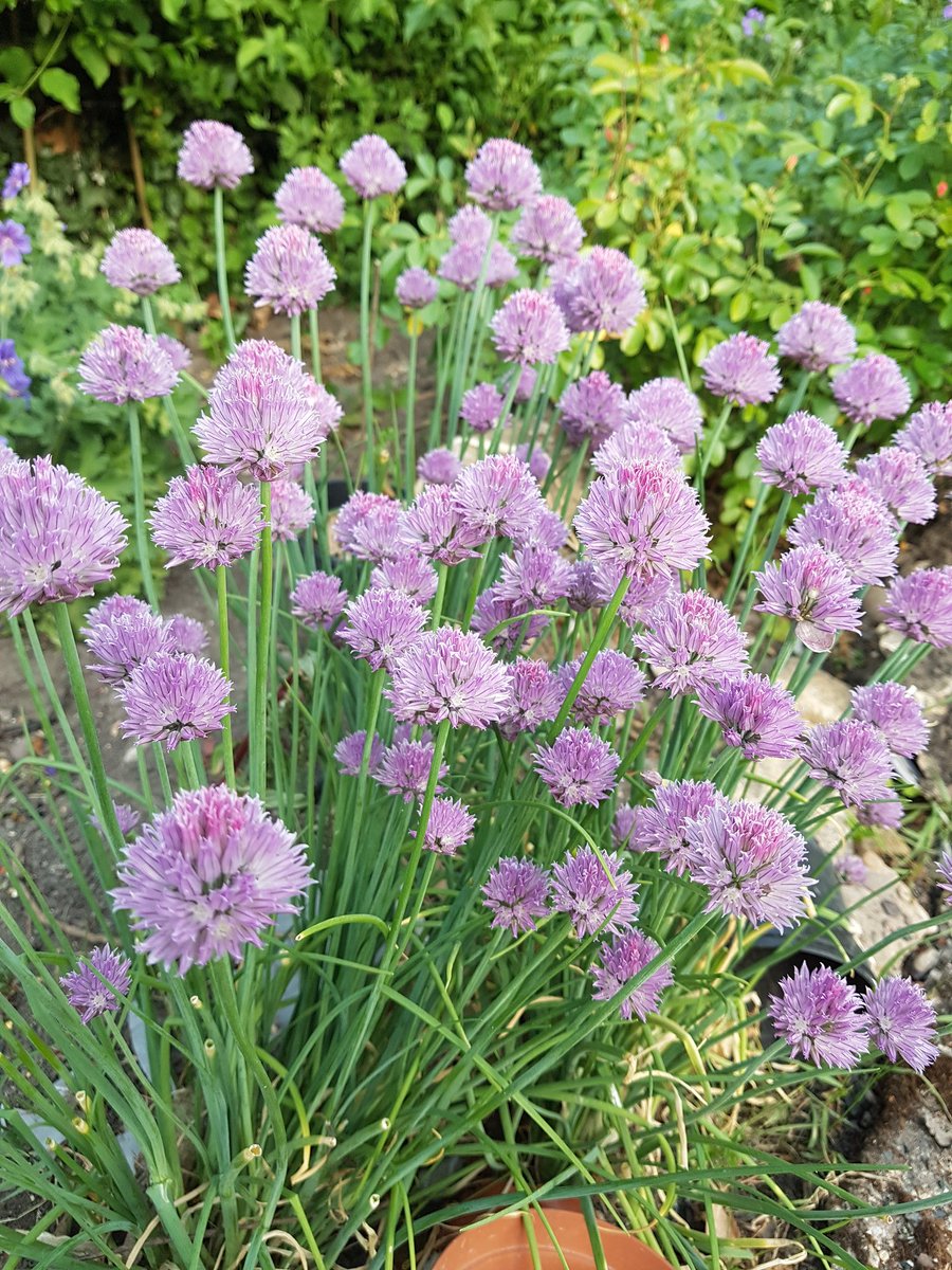 bhcountrymarket's tweet photo. Chives, handy in a salad and pretty in your garden too #cookcraftgrow #countrymarkets https://t.co/BBQ3YNJJTS