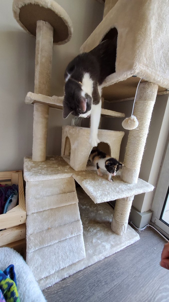 We're socializing Macchiato a lot more now as she begins to be able to play a little bit. She got a bath today after a poopsplosion. We recently bought a new cat tree as I didn't have room to pack the old one in the van from Brooklyn. Here's her and Doris having some fun.