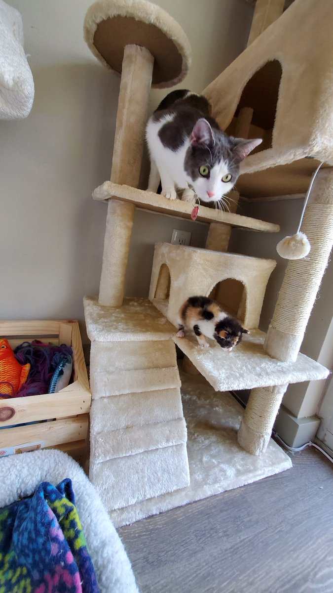 We're socializing Macchiato a lot more now as she begins to be able to play a little bit. She got a bath today after a poopsplosion. We recently bought a new cat tree as I didn't have room to pack the old one in the van from Brooklyn. Here's her and Doris having some fun.
