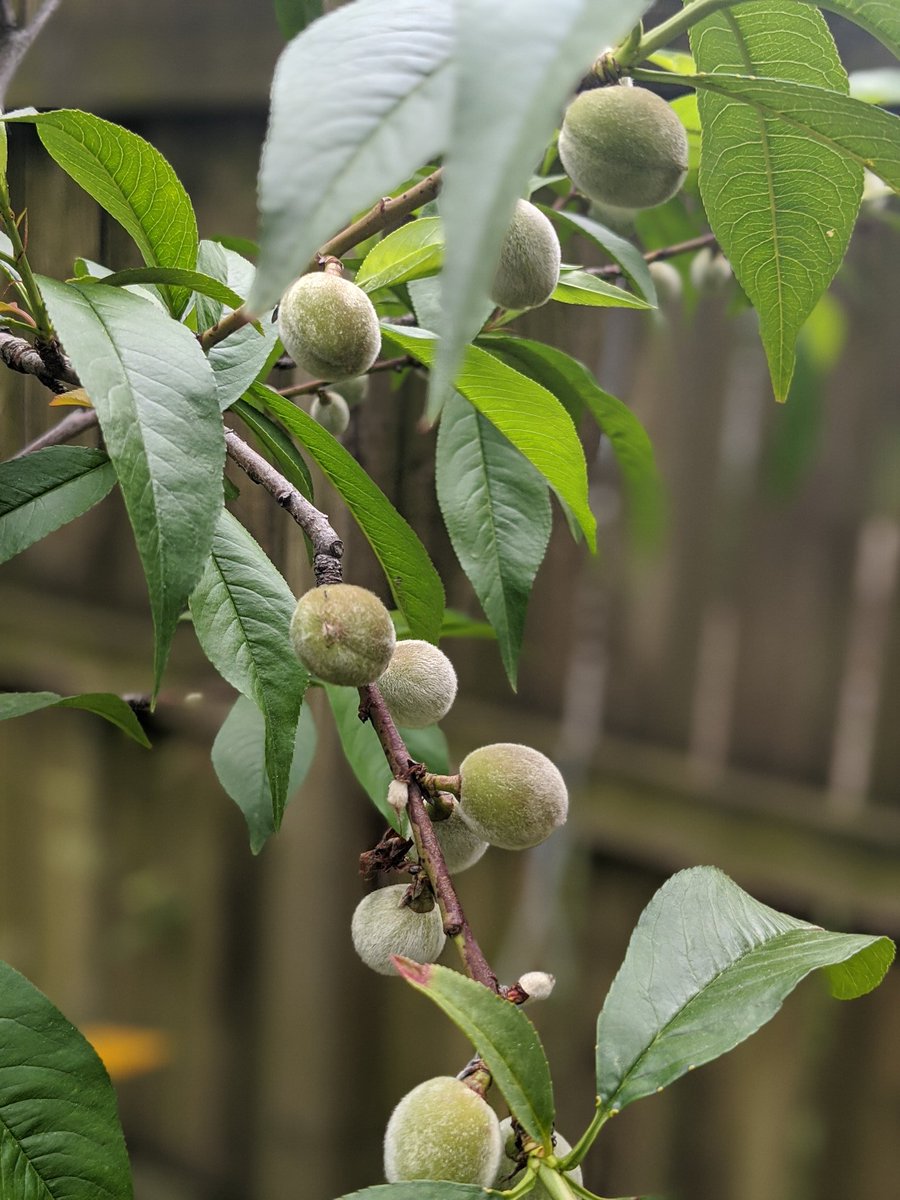 AshleyMGilday's tweet photo. Our peaches are blooming! #Peaches https://t.co/h0dWshm80g