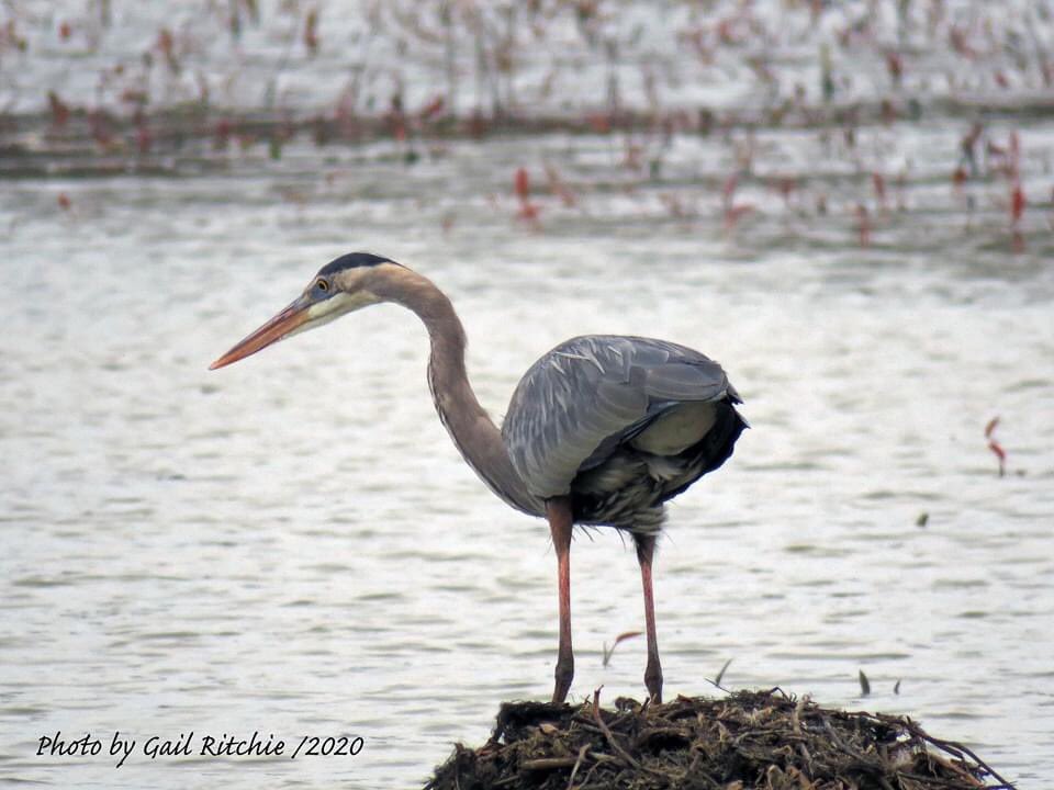 Gail Ritchie (@gailritchie) on Twitter photo 