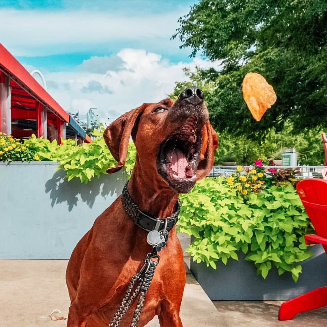 Take a bite out of patio weather! ☀️🐶
