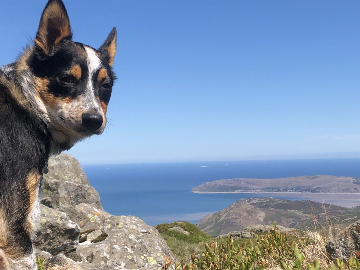 Diwrnod i’w gofio. #puppylove