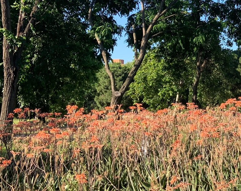 IMarcuello's tweet photo. #ParcdelBesos a #SantAdria #floraifauna #parcsiplatges #biodiversitat #joparticipo #BioblitzMetropolita20 @ParcsplatgesAMB https://t.co/RahRadaJzE