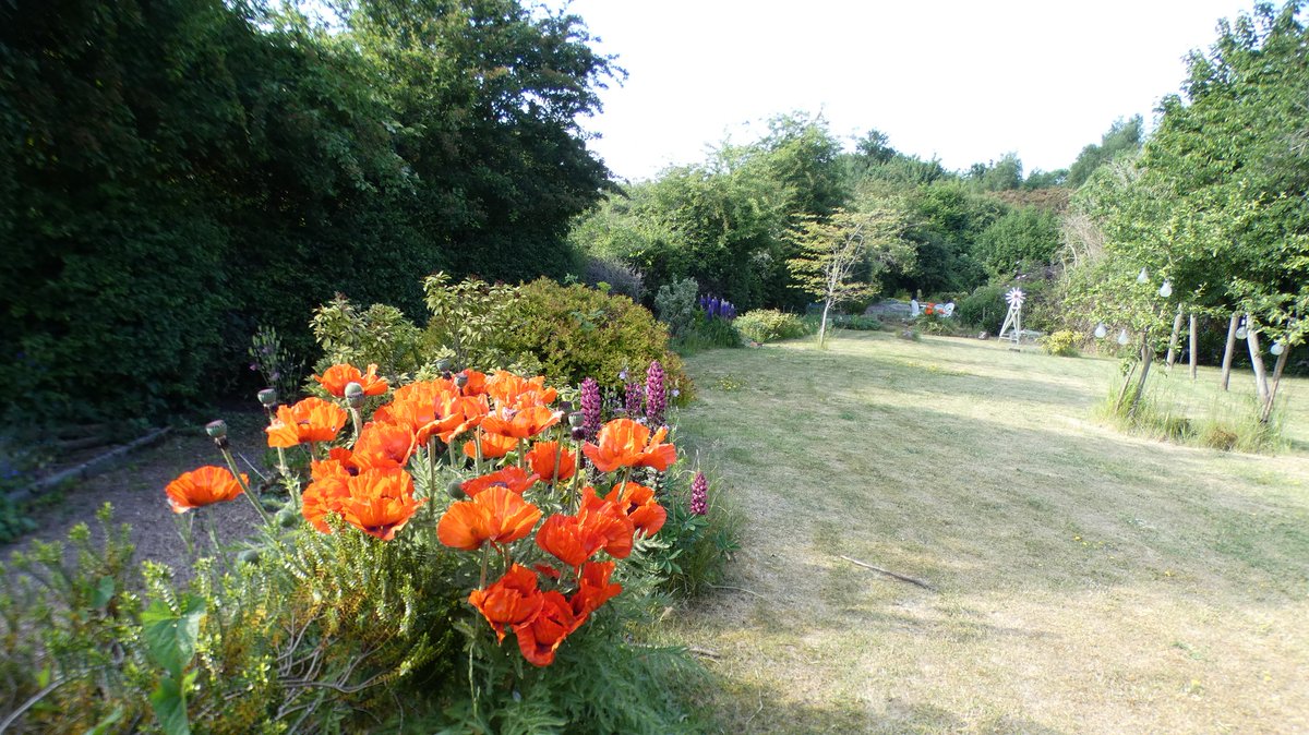stevef11970's tweet photo. My garden is dry as a bone at the moment , its good excersise covering most if it with a watering  can . https://t.co/8hxySyPBWg