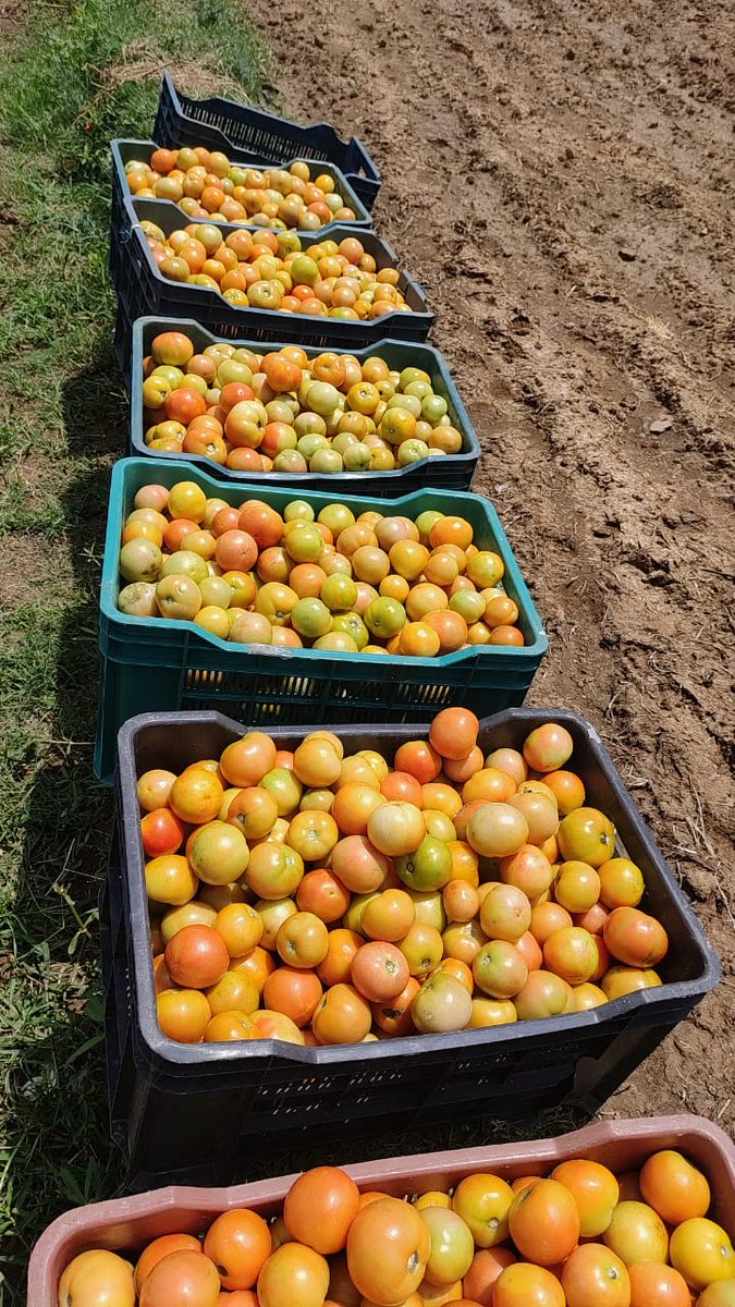 amitkburman80's tweet photo. #lockdownsale 1325 MT-125 Lakhs-60 Days #learning4FPOs #learning4: create systems to incentivize farmers for being pro-market in terms of quality n delivery time. #Bettercultureinagriculture #WomenEntrepreneurs @PritiKumar67 @abhishekga @MitraPradan @Nagendra_NSinha @cinicell https://t.co/jqcC2VF3JM