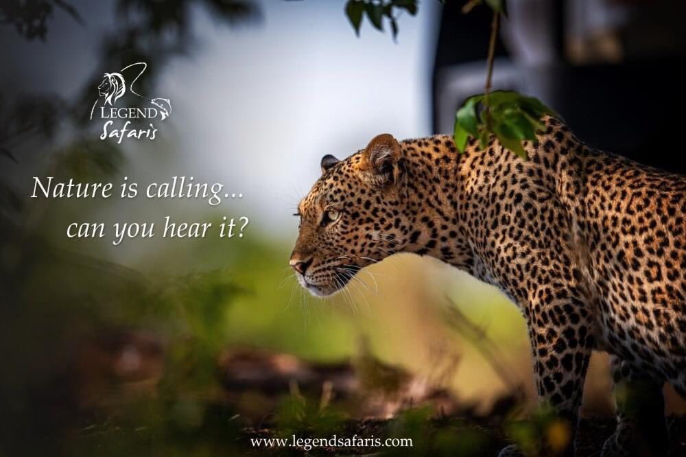 legend_safaris's tweet photo. Can you hear it? That’s nature calling us. Visit our website to see what we have to offer. We will travel again… https://t.co/2U2xGTI3lh
#Mashatu #legend_safaris #legendsafaris #animalsights #africa #leopard #lion #exploreafrica #bigcat #wildlife #mashatu
Mashatu Game Reserve https://t.co/m47LByFgKW
