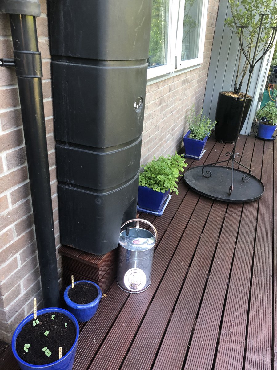 CPierceUK's tweet photo. A day of gardening for me. Tidied vegtrug, transplanted chives &amp; Basil seedlings, sewed lettuce &amp; coriander. Tomatoes &amp; courgettes thriving. I may have been overzealous in sewing, I’ve so many tomato seedlings. Radishes sprouting. @clarescastle @NaomiLWood 
 #FlowerandProduceShow https://t.co/3NgtXh5kaC