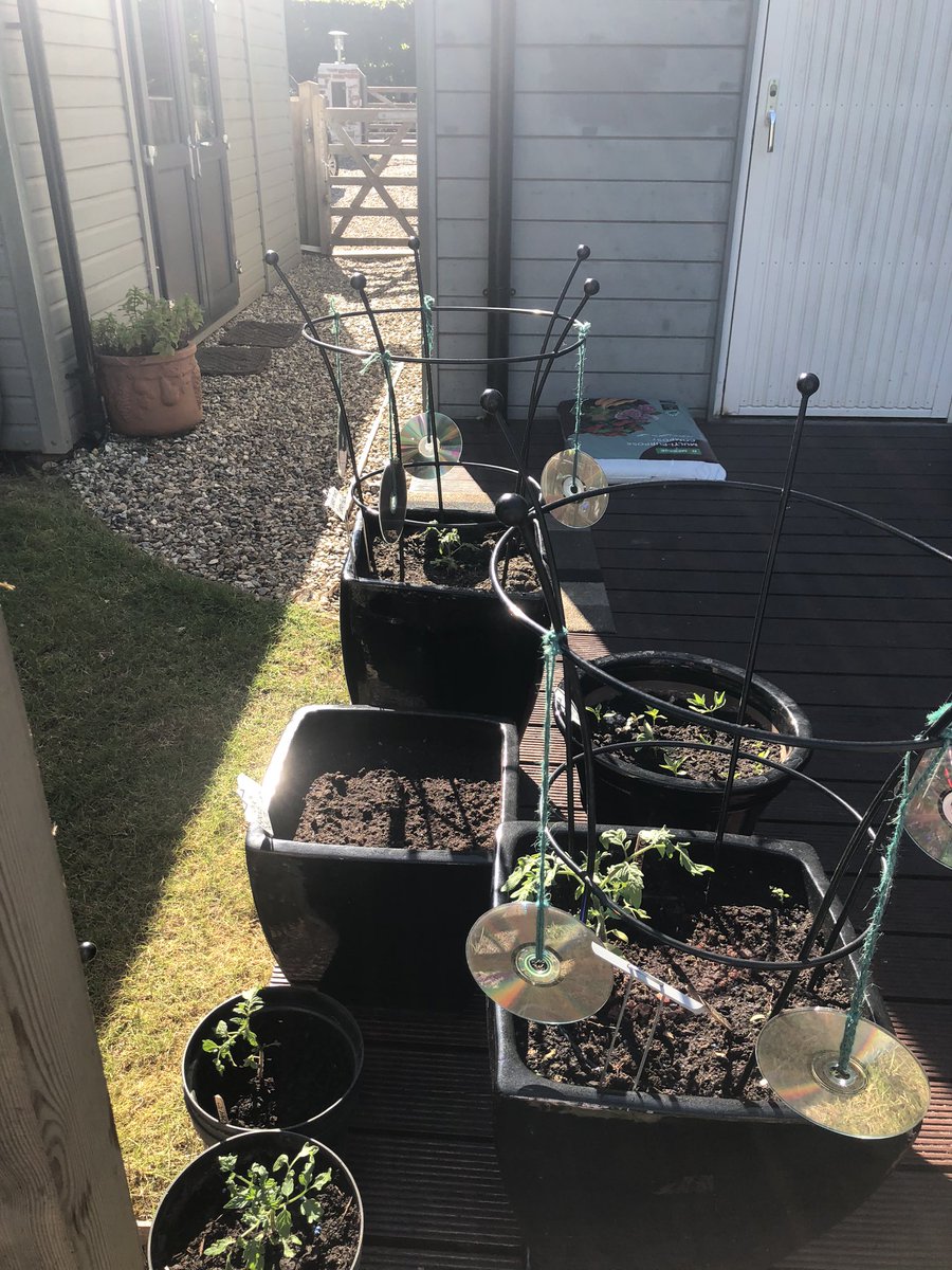 CPierceUK's tweet photo. A day of gardening for me. Tidied vegtrug, transplanted chives &amp; Basil seedlings, sewed lettuce &amp; coriander. Tomatoes &amp; courgettes thriving. I may have been overzealous in sewing, I’ve so many tomato seedlings. Radishes sprouting. @clarescastle @NaomiLWood 
 #FlowerandProduceShow https://t.co/3NgtXh5kaC