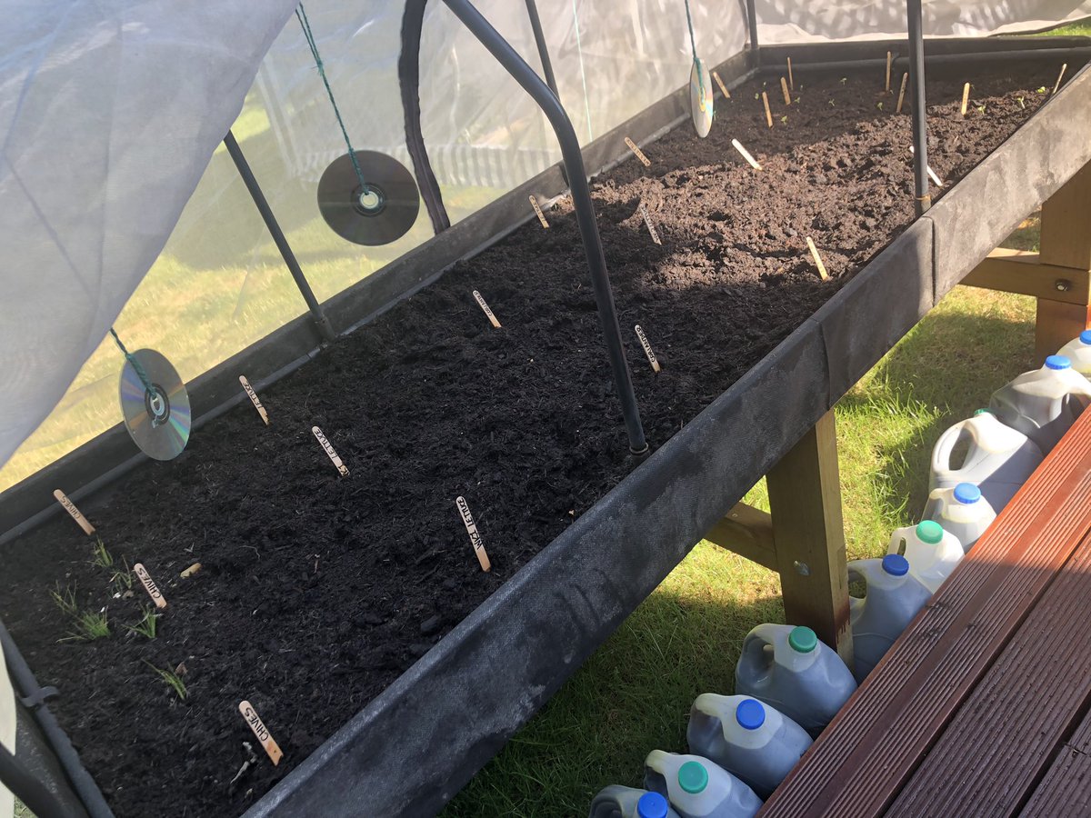 CPierceUK's tweet photo. A day of gardening for me. Tidied vegtrug, transplanted chives &amp; Basil seedlings, sewed lettuce &amp; coriander. Tomatoes &amp; courgettes thriving. I may have been overzealous in sewing, I’ve so many tomato seedlings. Radishes sprouting. @clarescastle @NaomiLWood 
 #FlowerandProduceShow https://t.co/3NgtXh5kaC