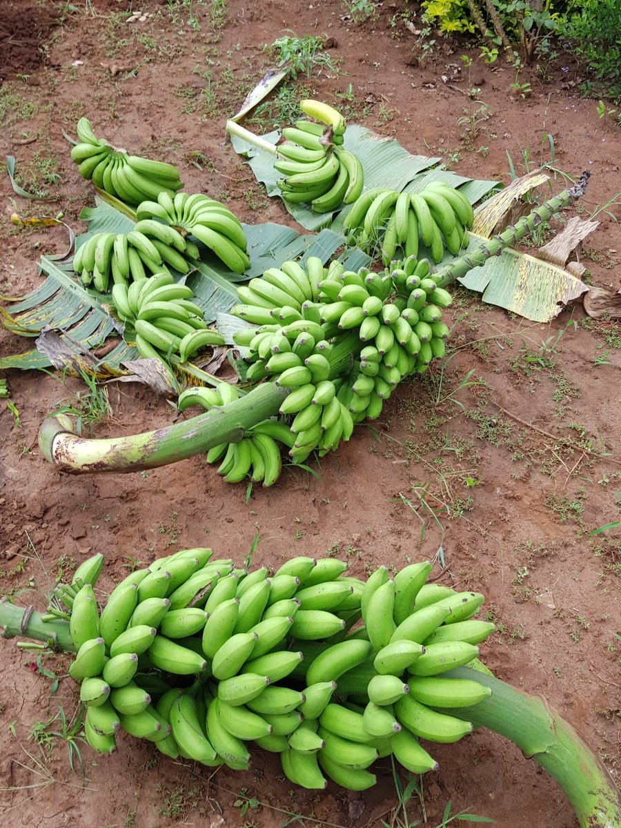 IbrahimKabole's tweet photo. Back at the Base @supportinghome grown solutions to Sustainable Food Security. Healthy Organic Food stuffs for Strong Body Immunity &amp;  Infection Prevention. Looking foward to engaging more with this work in the days ahead. Healthy Living. https://t.co/jLTZ8MtHLV