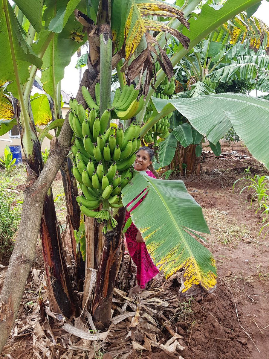 IbrahimKabole's tweet photo. Back at the Base @supportinghome grown solutions to Sustainable Food Security. Healthy Organic Food stuffs for Strong Body Immunity &amp;  Infection Prevention. Looking foward to engaging more with this work in the days ahead. Healthy Living. https://t.co/jLTZ8MtHLV