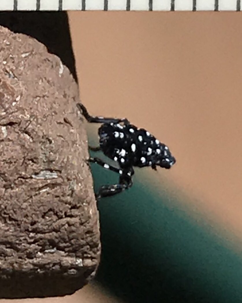 They’re here!  Newly hatched Spotted Lanternfly nymphs have appeared on my deck rail in Lower Makefield, PA for the first time.  Black with white dots, they are quick to hop away.  Have collected 30 so far.  Never saw adults in the area last fall. I will try to find the egg mass.