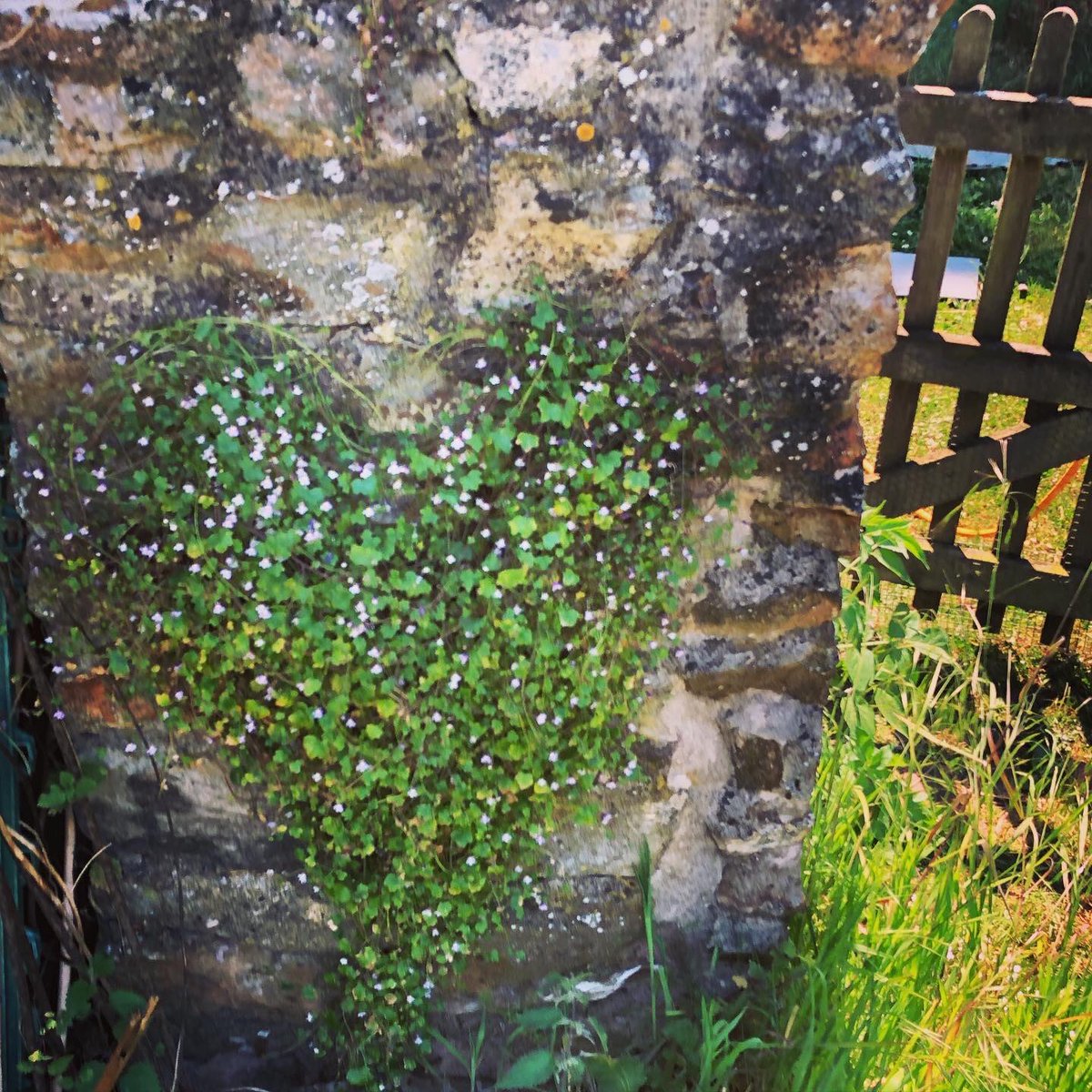 I was pretty sure I would  find  love within the walls of the #kitchengarden 💓#springtime #lifeinengland #gardening #walledkitchengarden #somerset #lockdow #stayathome #WorkFromHome