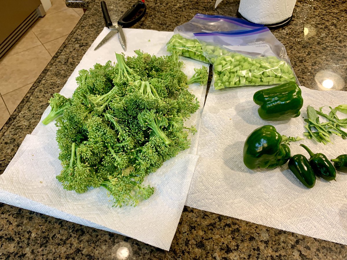 Garden update: I guess absence makes the garden grow taller. 🤷‍♂️ I was away for a week, and everything grew and thrived. The broccoli had to be harvested, and I picked my first tomatoes and peppers.