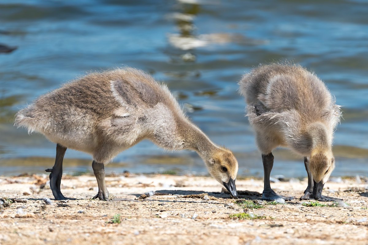 ScribPhoto's tweet photo. Canada Goose Goslings enjoying the hot weather https://t.co/wMUTzRVdXo
