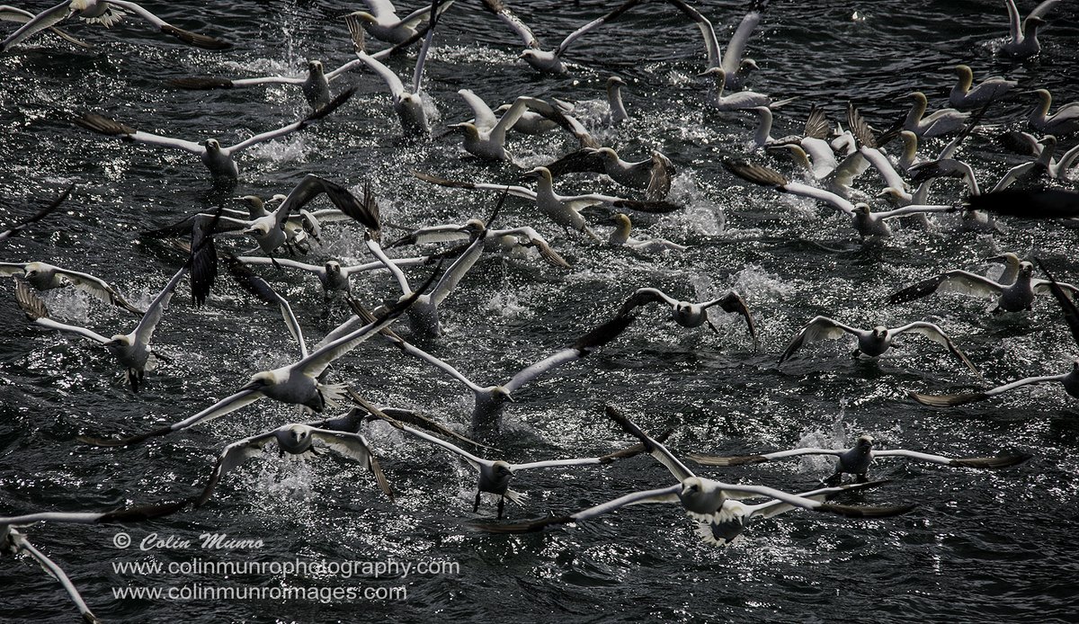 Some things in nature are truly spectacular. Northern gannets take to the air simultaneously. St Kilda, Outer Hebrides, Scotland. The northern gannet, Morus bassanus, is the largest gannet species, and also the largest seabird in Europe. #gannets #scottishwildlife #StKilda