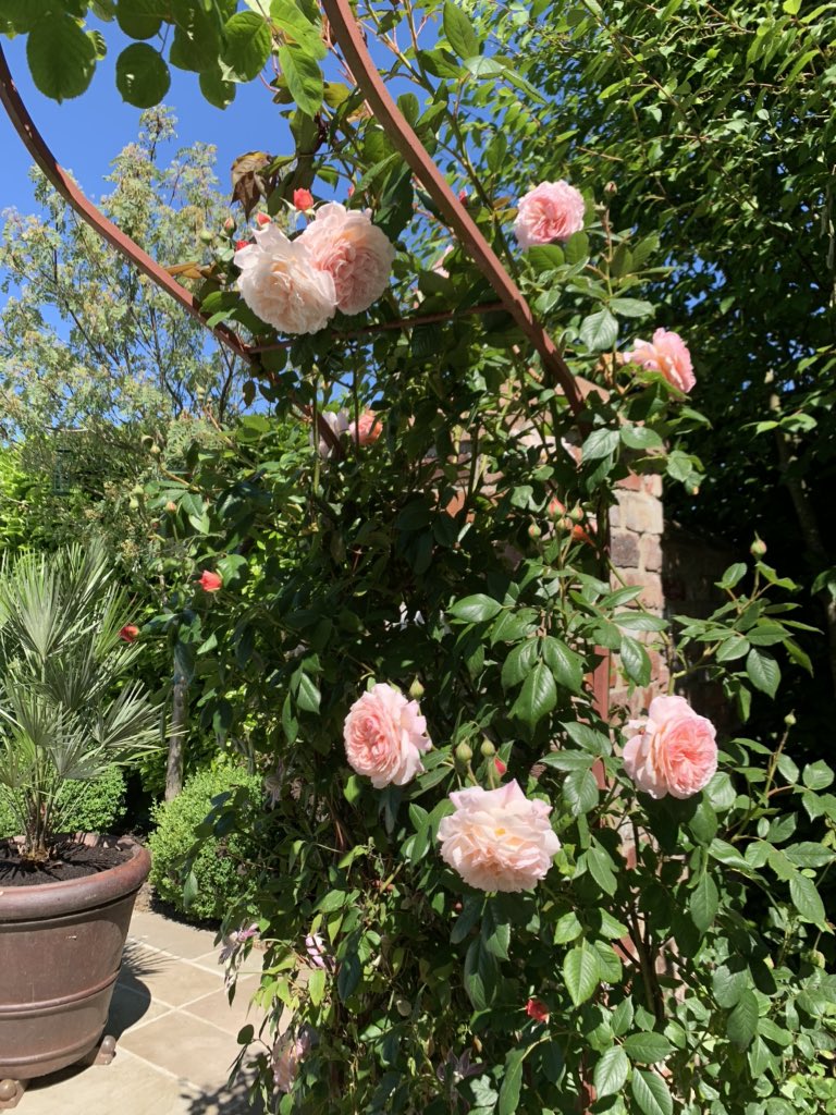 This is not just any rose this is @DAustinRoses A Shropshire lad rose & it smells as good as it looks! #roses #rose #rosearch #scentedflowers #petals #petalpower #petalperfection #blooms #firstflush #englishrose #roseheaven #favouriteflower #rosepetals