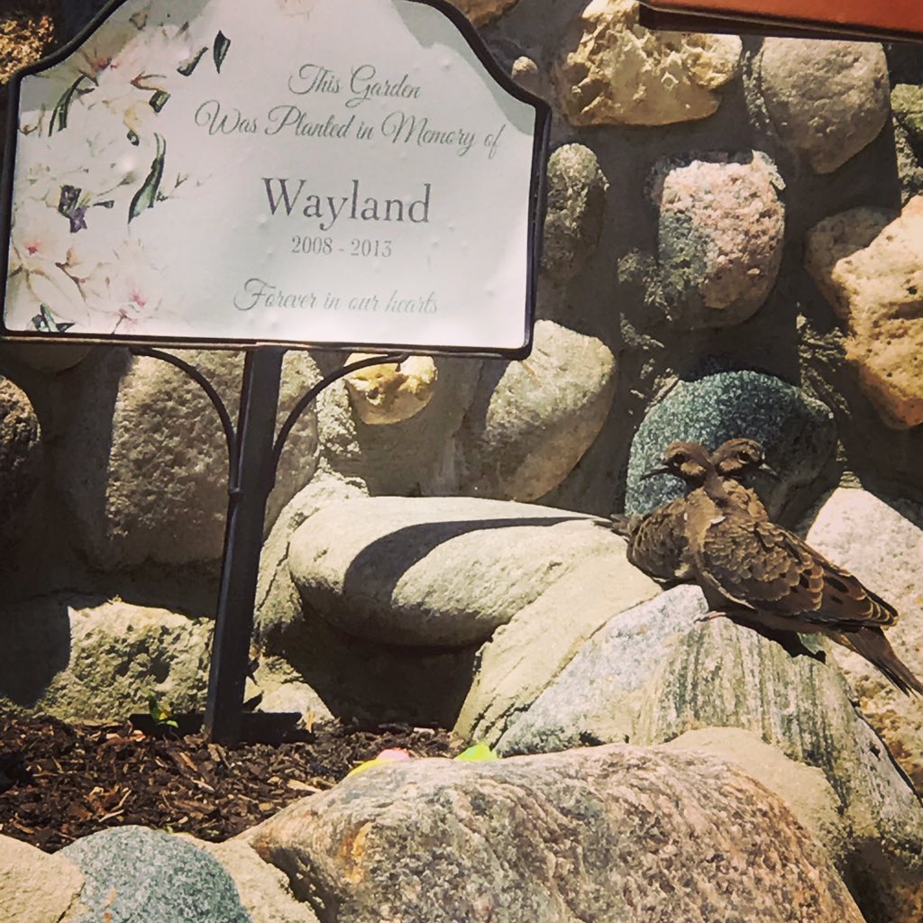 waylandwarriors's tweet photo. Morning doves became a symbol of Wayland’s presence the morning he passed from this world. His memory garden has become the happy home of some dove babies. Wayland, we know your spirit lives on! #misshimeveryday #waylandswarriors #dipgsucks https://t.co/NHQTEvwIZx