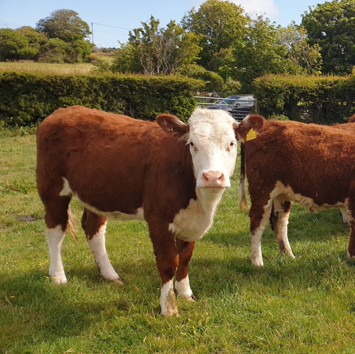 Tsuga family doing the business. Yearling heiffer out of our 556 cow - she never lets me down. # herefordsdoitall#herefordfemales