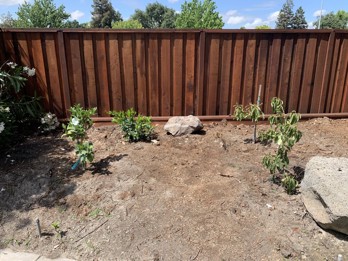 Calling all gardening friends... My avocado trees are not doing well. Leaves have started drying up. I am trying to water more. Do they need anything else? The front tree is a Holiday Dwarf and the back one is a Haas. The lemon and lime trees to the left are thriving.