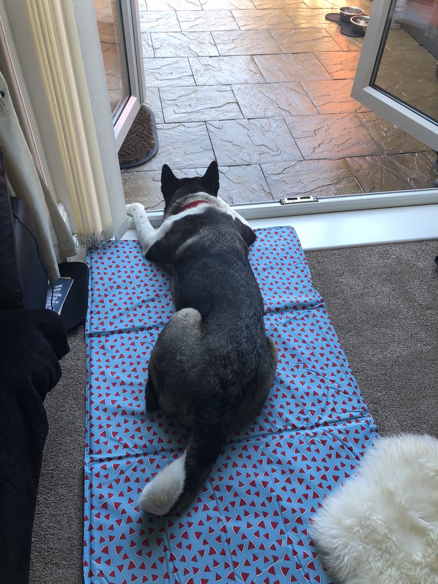 NicoleRedWilde's tweet photo. Saffy enjoying her new cooling mat 🐕 https://t.co/kPkEIfjRGi