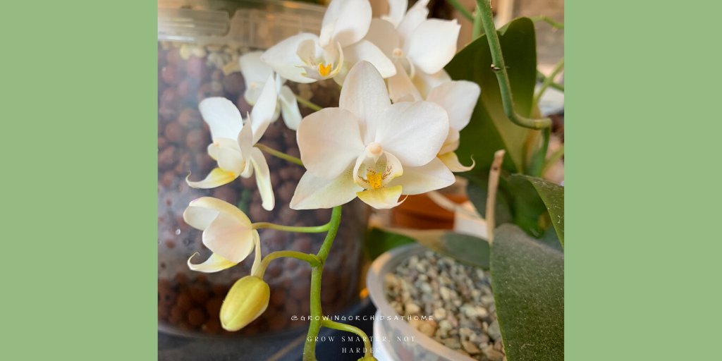 I know many have one of these 'multifloral' white #phals in our collections &amp; most have terminal spikes. Waiting for a keiki tho I bet it also term spikes! #growingorchidsathome #GOAH #semihydro #leca #orchidcommunitychatter #orchids #homegrownorchids #orchidsoftwitter