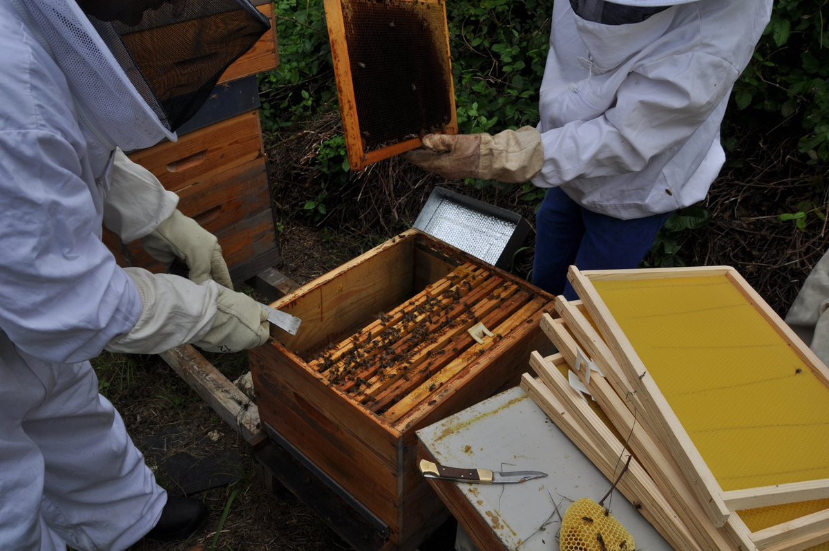 #SaintAndréDeCubzac (Gironde) 

Une des ruches de cet apiculteur a été entièrement décimée, les autres, fragilisées, victimes de #pesticides. Devant chaque ruche des milliers d'#abeilles mortes ou en train d'agoniser. A l'intérieur un vrai charnier !!! 

facebook.com/AbeilleCubzagu…