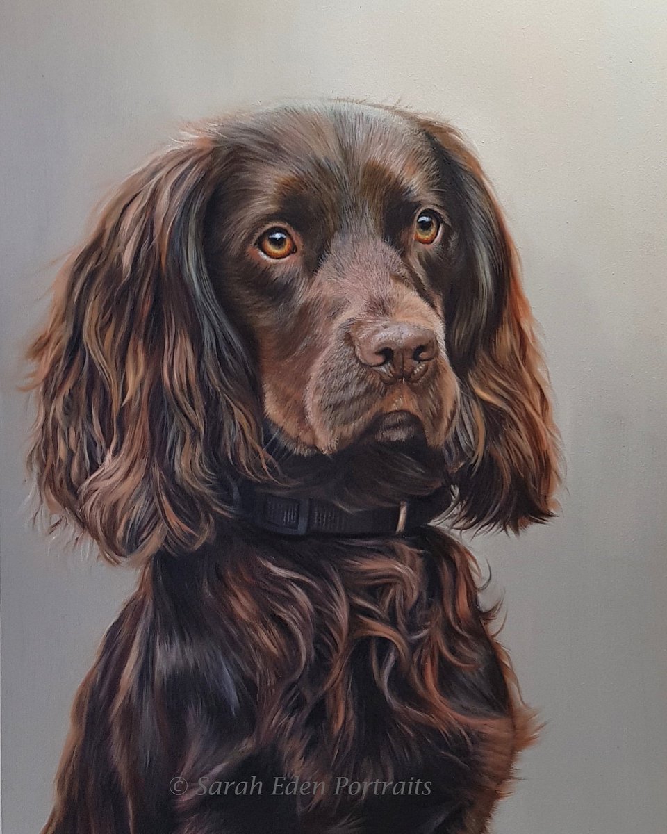 Still one of my favourites! Loved painting the beautiful warm tones of this lovely Cocker Spaniel. 'Copper', oil on board. 
If you're considering a commission of your own, please get in touch 😊
#cockerspaniel #cockerspaniels #spaniel #spaniellove #cockers #dogportrait #dogartist