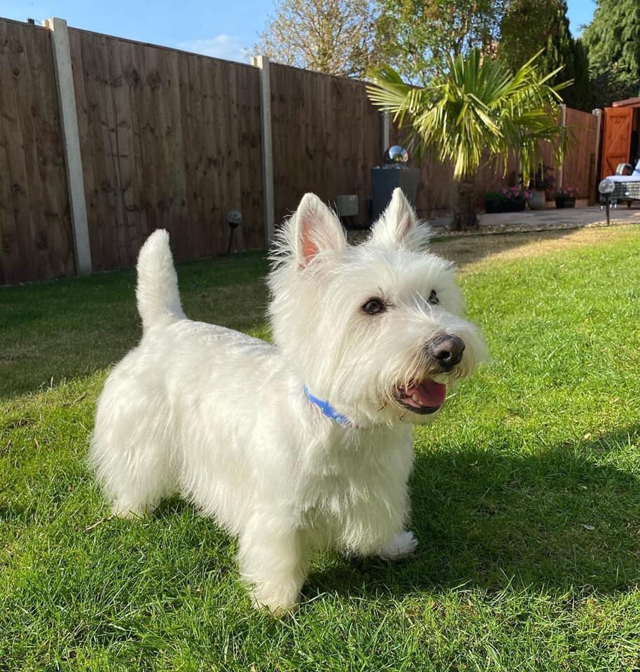 Our bonnie girl @pennythewest before and after her pamper this week - this coat has taken years of growing and maturing 

Now she looks like a worthy crufts contender 

#qualifieddoggroomer #westie #westiesofinstagram #westhighlandwhiteterrier #terriersofinstagram #dogsofinsta