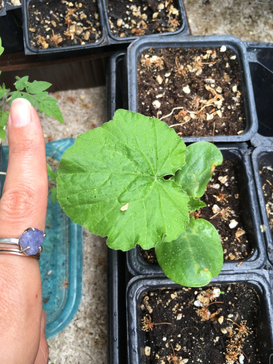 ashley_hynd's tweet photo. the plant on the left was planted much earlier than the one on the right ... the left has been out of the soil for weeks, the right for days ... the left was planted during the wrong moon-phase & the right was plated in the proper moon-phase ... #ancestrialknowledge #moonplanting https://t.co/zvIa8iD9WI