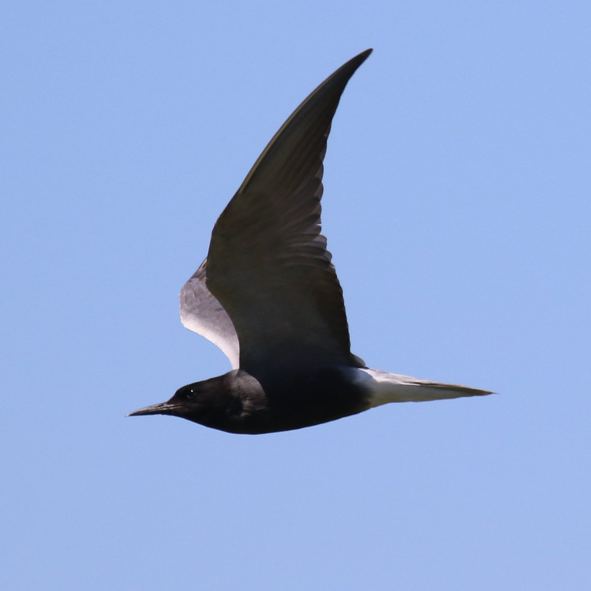 mien_dobbel's tweet photo. Zwarte stern in de zouweboezem. Mooi rank vogeltje. Moeilijk vast te leggen. #zouweboezem #zwartestern #vogelen #ameide https://t.co/SHITzAn19Z