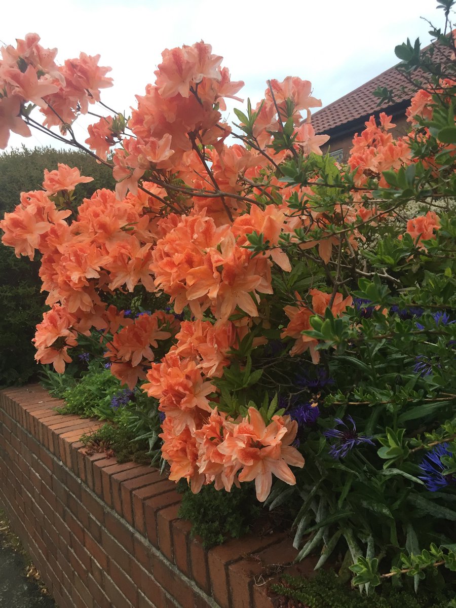 #lockdown - time to reflect, plan and take time out to get some stuff done ✅