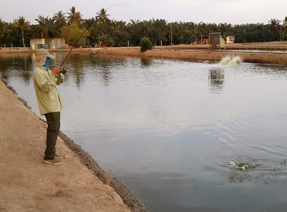 nusamahsuri's tweet image. Apabila sifu badminton turun ke kolam pancing. Tiada istilah 'kumpau' sebaik dia memegang joran. 

Hobi yang dipupuk sejak dari kecil lagi tidak pernah menghampakan. Ada sahaja hasil lumayan yang mampu dibawa pulang.

#memori2015
#misbunsidek
#memancing 
#tiadaistilahkumpau