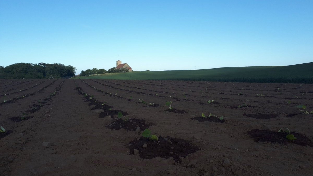 annabelhami11's tweet photo. Well today @AbbsPatch we have hand 🖐 planted 5000 🎃🌱 pumpkin plants and watered 🙈. Good bit of diversification going on in the beautiful Scottish Borders! Followed by @Giacopazzis fish and chips #lush #gettingonit #pumpkinpie https://t.co/v4ng2L6iWk