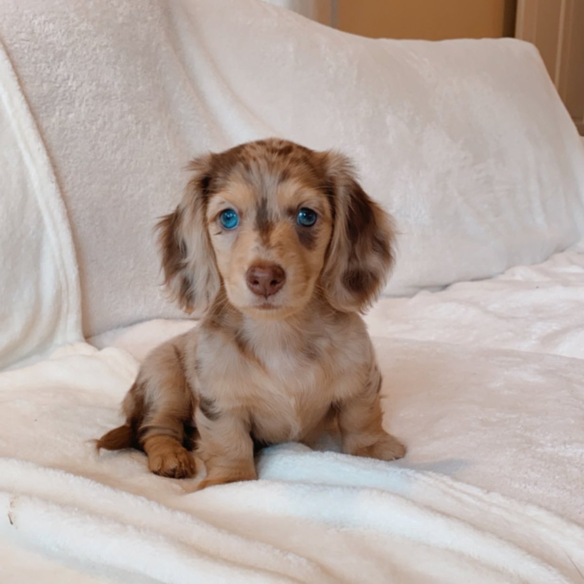 345 Cute and Funny Dachshund Names - Animal Hype 345 Cute and Funny Dachshund Names - Animal Hype