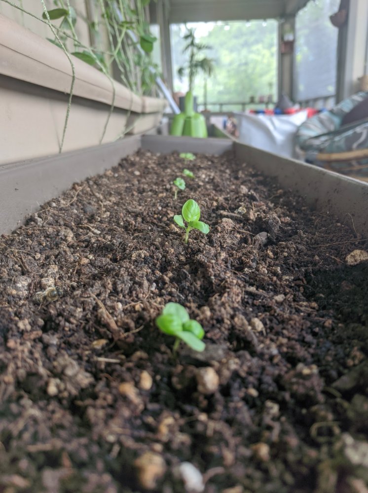 Happy little basil starts settling into their balcony home. Can’t wait for pesto! #STEM #growtogether #talesofgardening #containergardening