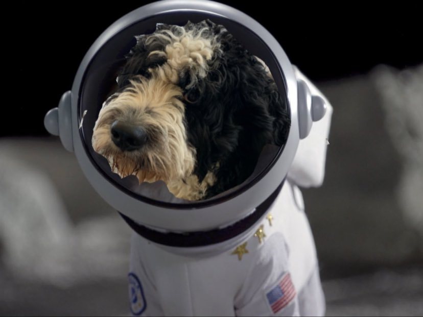 NuovaRealta's tweet photo. #AstroLinus is ready for #LaunchAmerica‼️ 🚀💪🐶✌️ https://t.co/EBiyNviDPz