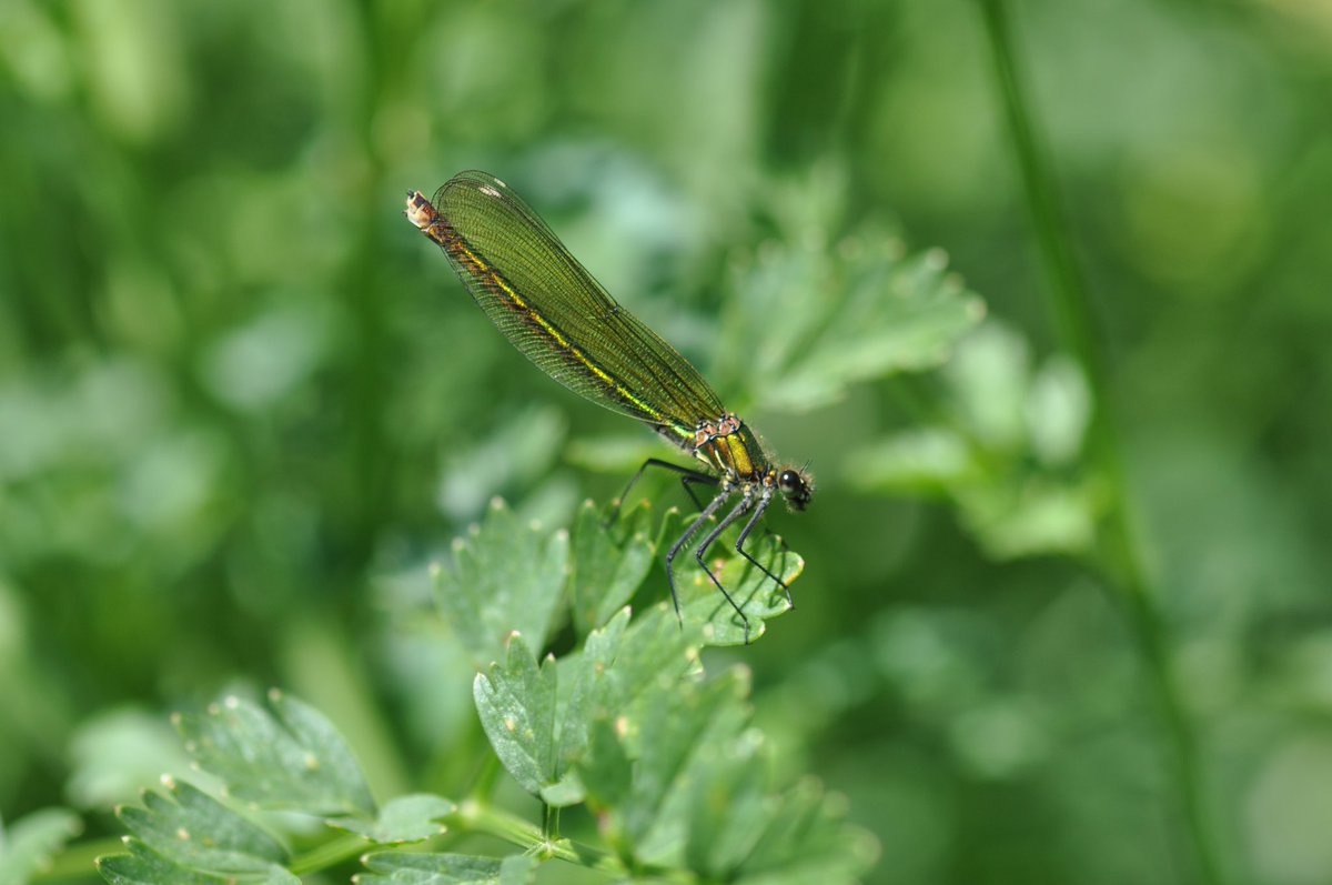 JulianWardlaw's tweet photo. #Bandeddemoiselle on #RiverPiddle. Beautiful hardly describes. #PiddleValley #Dorset. @DorsetWildlife @BDSdragonflies https://t.co/DPNVRR4fgW