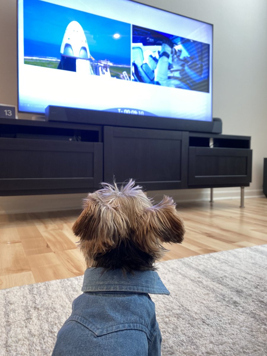 4 min!!!!! #launchamerica #puppy #yorkies #doggo #exciting #dragon #Falcon9 <a href="/nasa/">NASA</a> <a href="/SpaceX/">SpaceX</a>