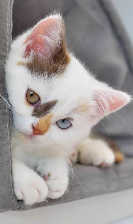 ડꫀꪶꫀꪀꪖ (@selena8023) on Twitter photo 
