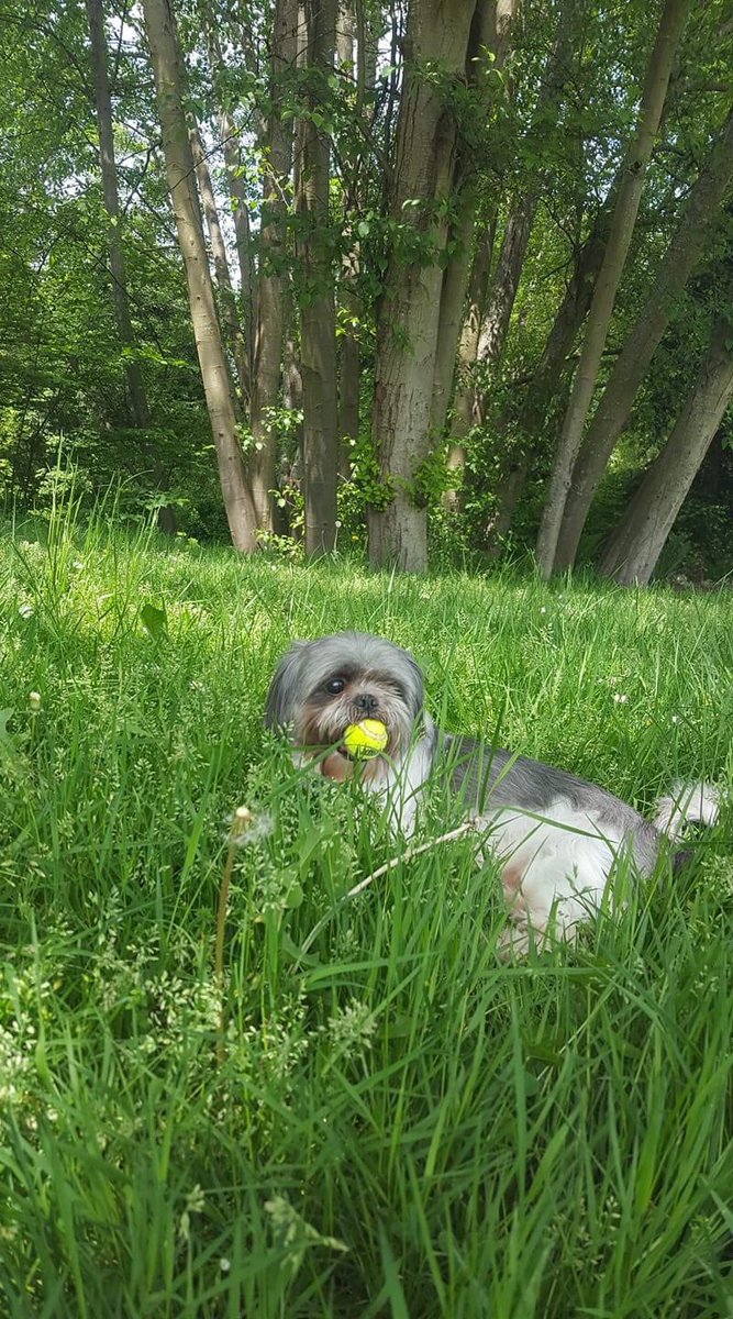 khaleesiasoif's tweet photo. #fidosforecast @JordanWtv @CraigHerreraTV This is my boy Bobby. The grass is green Bring back the sun βοΈ. #King5Spring #King5Pets https://t.co/0bqb9ujdDK