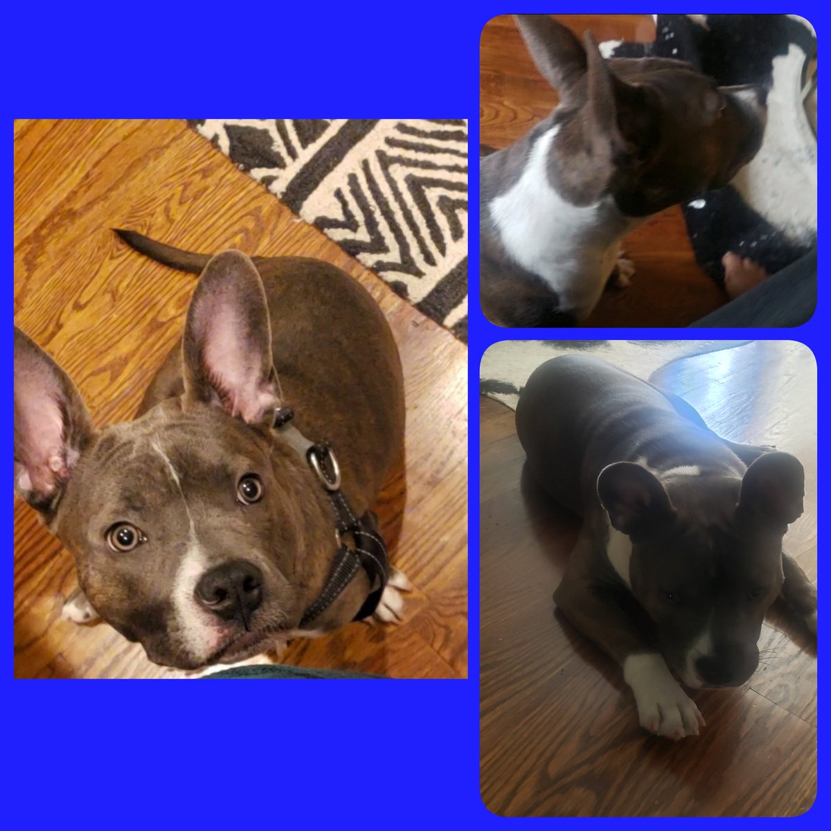 RoneilaMC's tweet photo. 🐕Day 3️⃣0️⃣ post your pet🐕.
Meet my new heartbeat 🔵 BLU. He's only 8 months old.
All he needs is hugs and rubs. #firsttimedogowner
#Blu #tri-brindle🐶 #americanbullyandpitbullmix @TDonnelly921 @BWickkiser14 @MRHD_COM https://t.co/DdmQg48orS